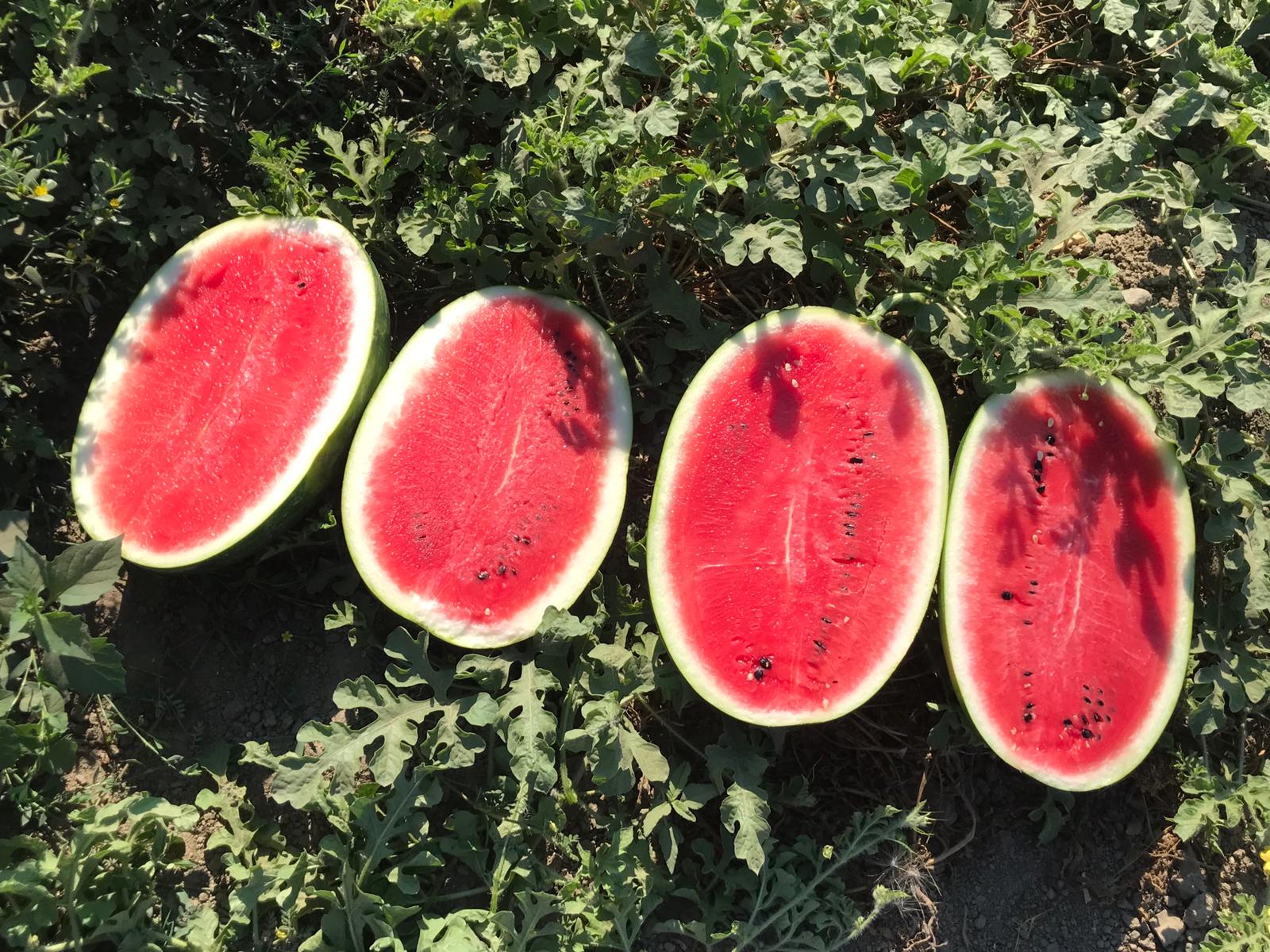 Agricola Turrà | Produzione e Lavorazione Finocchi, Angurie, Mini ...